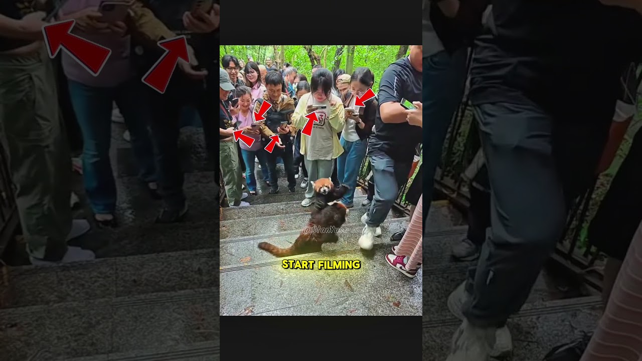 Red Pandas Fighting in the middle of the crowd.