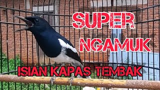 MEWAH !!! Kacer isian Kapas Tembak Cocok untuk pancingan Kacer kurang emosi Gacor