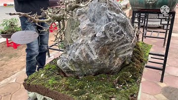 TRIỂN LÃM SINH VẬT CẢNH THỦ ĐÔ 2022 Tại khu đô thị SPLENDORA, AN KHÁNH HOÀI ĐỨC HÀ NỘI.