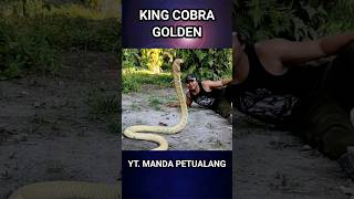 king cobra raksasa golden asli kalimantan... !!! #ular #raksasa #kingcobra #monster #cobra #python