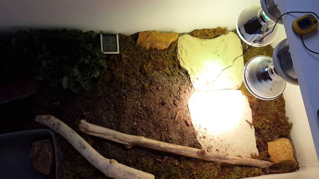 Argentine black and white tegu setup/questions YouTube