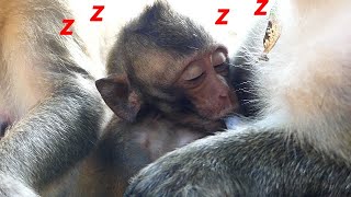 Poor baby monkey Lucas very a good sleep with mom Leyla