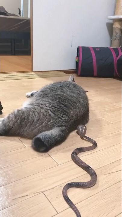 Nagulat na pusa sa ahas #share #shortsfeed #shortvideo #shortsviral #cat #animals #animal #fyp