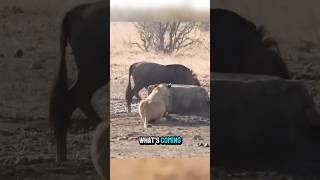 Lion Ambush Goes PERFECT! Wildebeest Never Saw It Coming