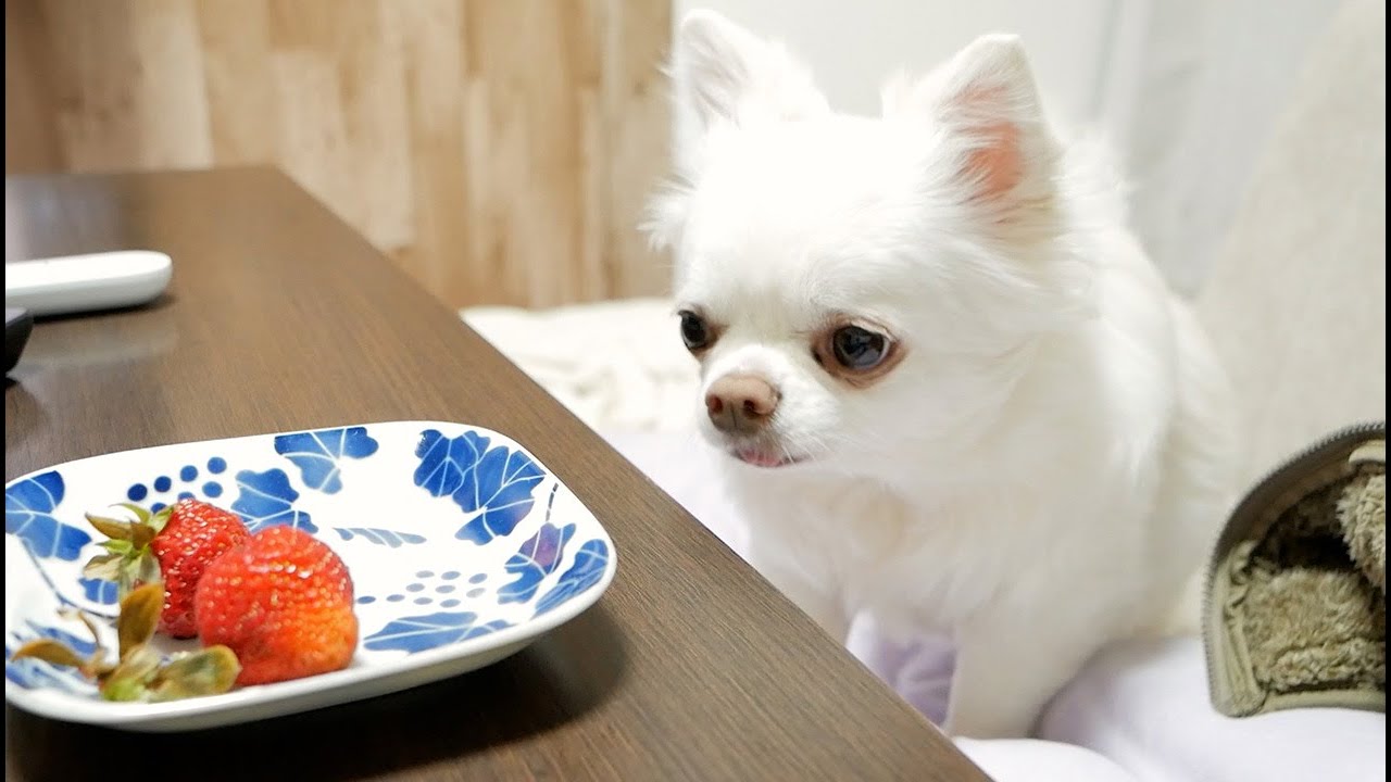 大好物を見て嬉しくて声がでてしまう犬 あざと可愛い Youtube
