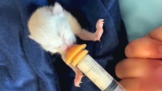 This Kitten’s Before \u0026 After Will Melt You