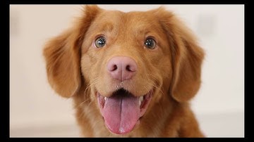 Potato Stream Highlights