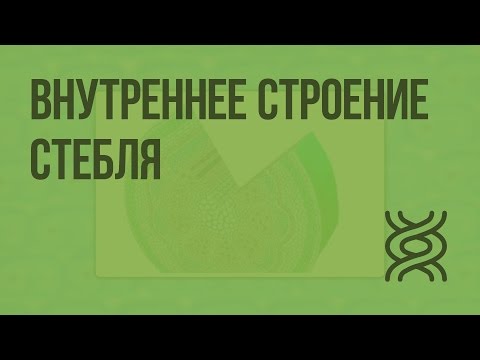 Внутреннее строение стебля