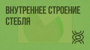 Внутреннее строение стебля