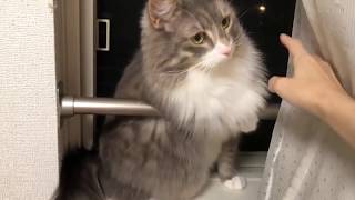 ずり落ちそうになる猫 ノルウェージャンフォレストキャットA falling cat.Norwegian Forest Cat.