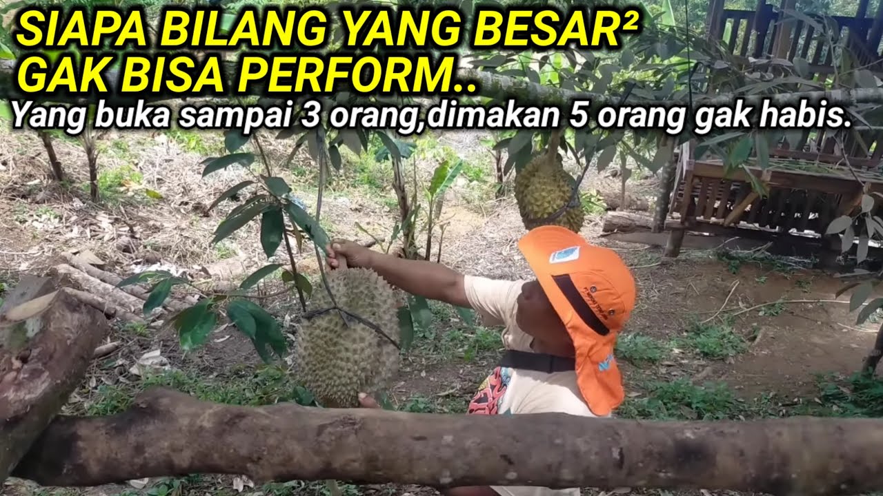 Unboxing bawor 5,7kg fresh dari pohon.