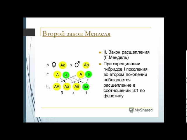 Видео биология 9 класс. Моногибридное скрещивание 9 класс биология. Задачи на законы Менделя с решением.