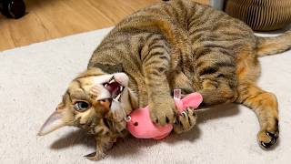 ティガーが狂っちまったよ…