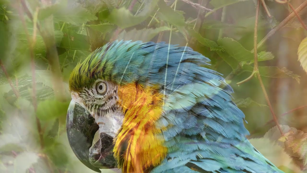 relaxing music, relaxing music video download, relaxing sleeping music mp3 download