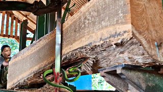 Famous dangerous surprise of old teak logs when sawed at sawmill Net Worth