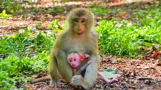 Adorable Monkey Family : Sister Jovi Tries to Hug protect Newborn Baby Alfie for the First Time