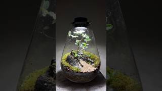 올리브 나무가 있는 쉽고 심플한 테라리움/Easy and simple terrarium with olive tree                #terrarium