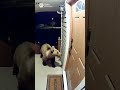 dangerous player and cat attack #cat #dangerous player #cute cat #realistic video