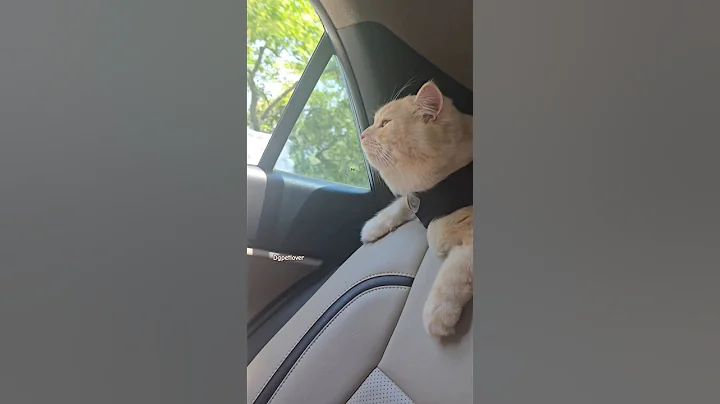 Watch the video about #Jack #Siberian kitten #Siberian cat #siberian #catlover # cat #Cat travel time #Jack car travel