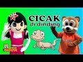 Cicak Cicak Di Dinding Lagu Anak Indonesia Populer