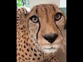 What Noise Do Cheetahs Make صوت الفهد سبحان الله Animals Funny What Noise Do Cheetahs Make صوت الفهد سبحان الله Animals Funny