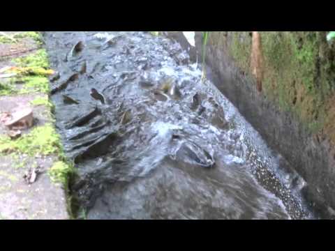 登別　アヨロ川の鮭の遡上 (A salmon returns to a birthplace at Ayoro River Noboribetsu  in Hokkaido.)