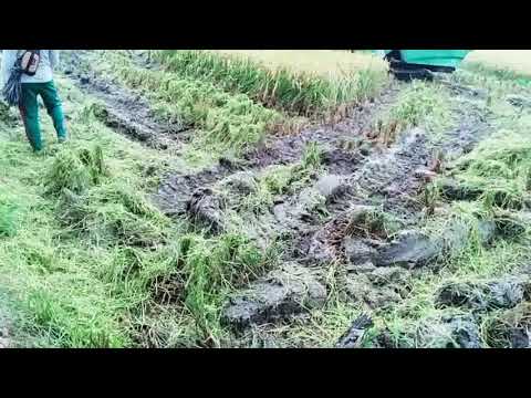 Greenstar/buto ijo. Lahan