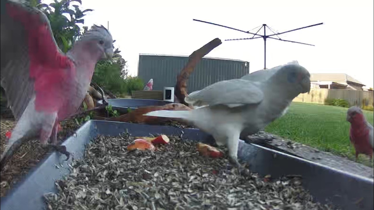Australian Bird Feeder cam | 22/2/26  | yellow tail black cockatoos |  | galahs | lorikeets | cat tv