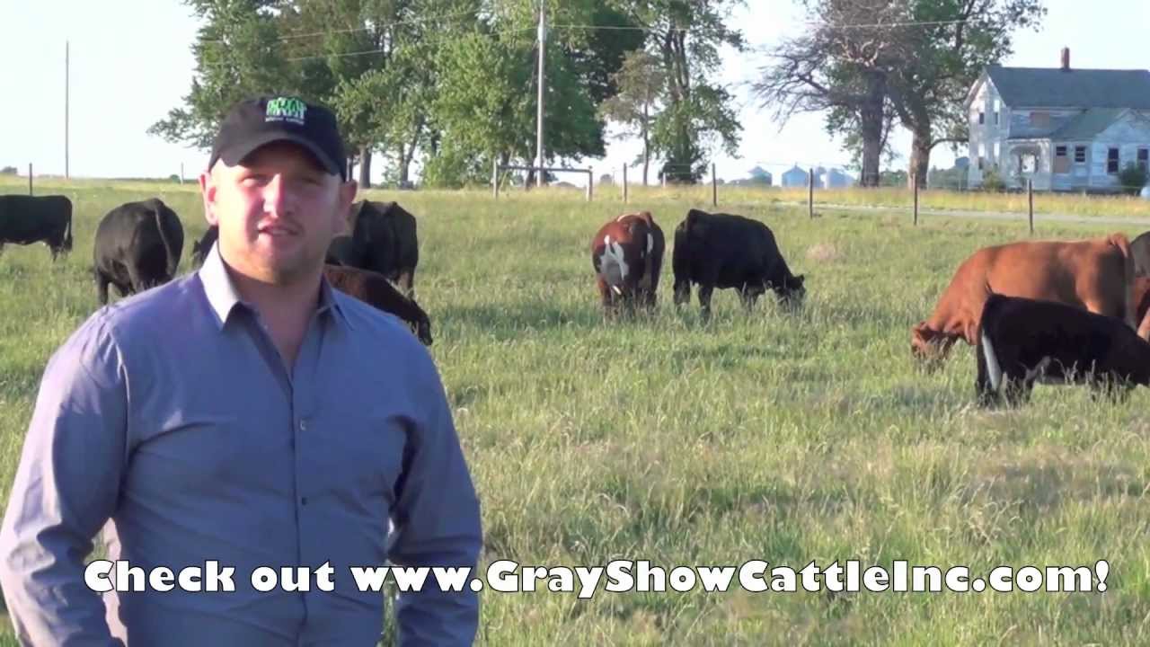 Barnz - Episode 1 - Gray Show Cattle
