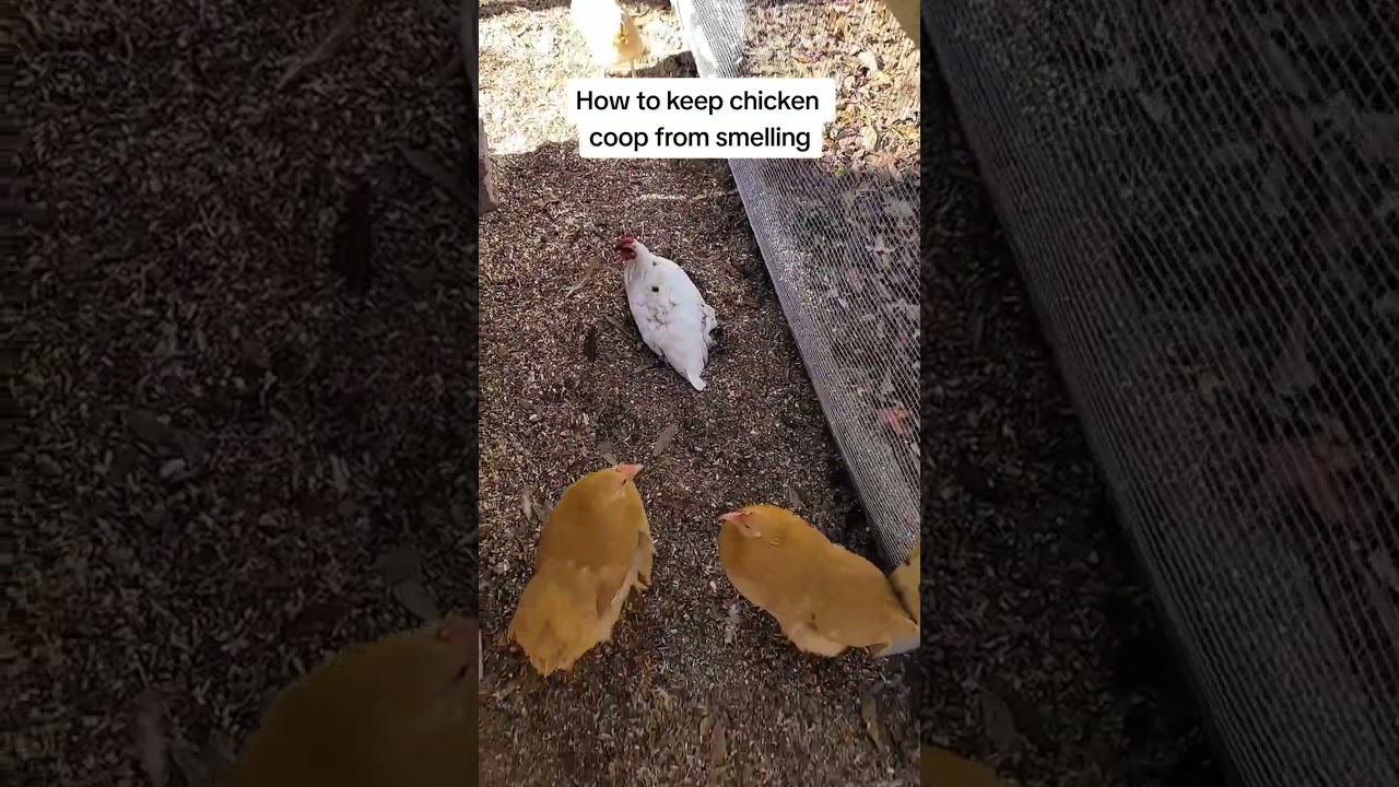 Chicken Coop Cleaning (How I keep my coop from smelling)