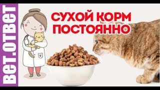 Можно ли кормить кошку сухим кормом постоянно? Аллергия на корм. Вет Ответ. Можно ли кормить кошку сухим кормом постоянно? Аллергия на корм. Вет Ответ.