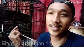Cara merawat burung cililin dari bahan sampai gacor dan perawatan harianya | BSC Bird Farm | Cililin