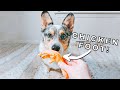 Hand Feeding My Dog Raw Food (ASMR)