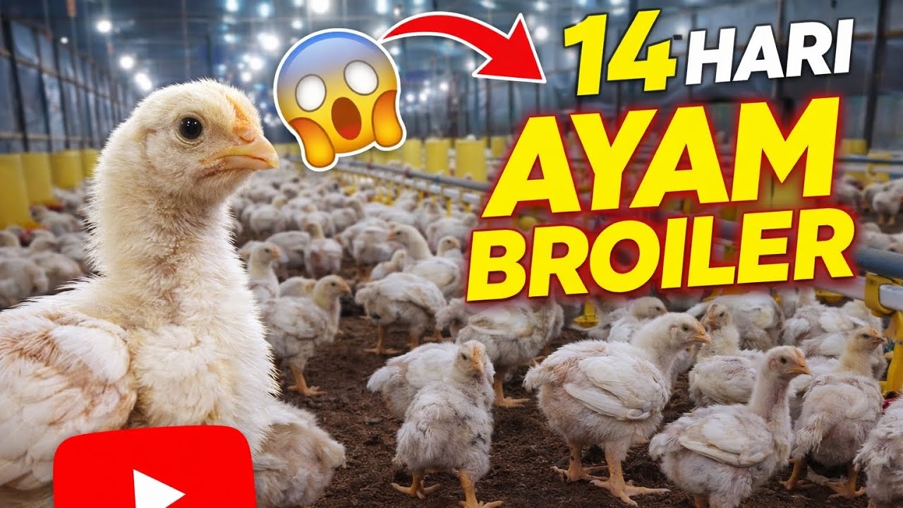 AYAM BROILER UMUR 14 HARI! 🔥