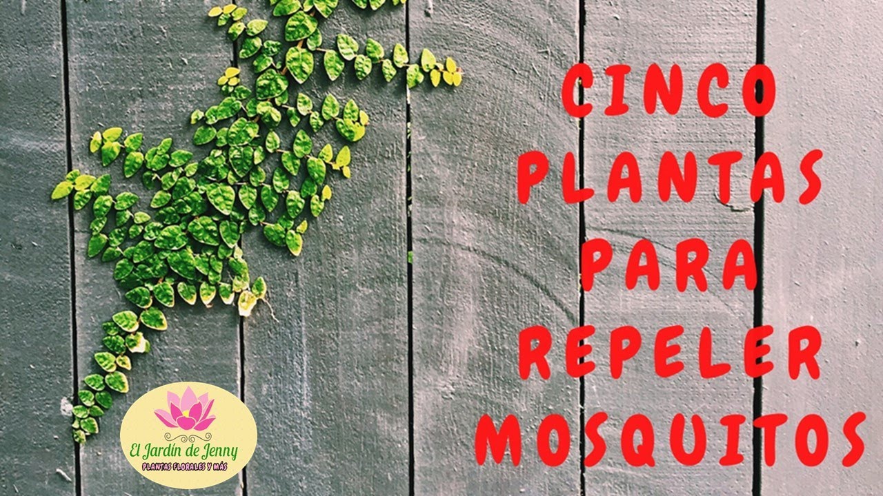 PLANTAS PARA REPELER MOSQUITOS 5 Plantas Repelentes De Mosquitos 