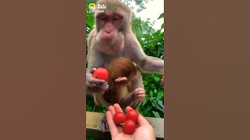 Funny monkey compilation😂 cute monkey and dog video.funny monkey doing stupid things🤣#shorts