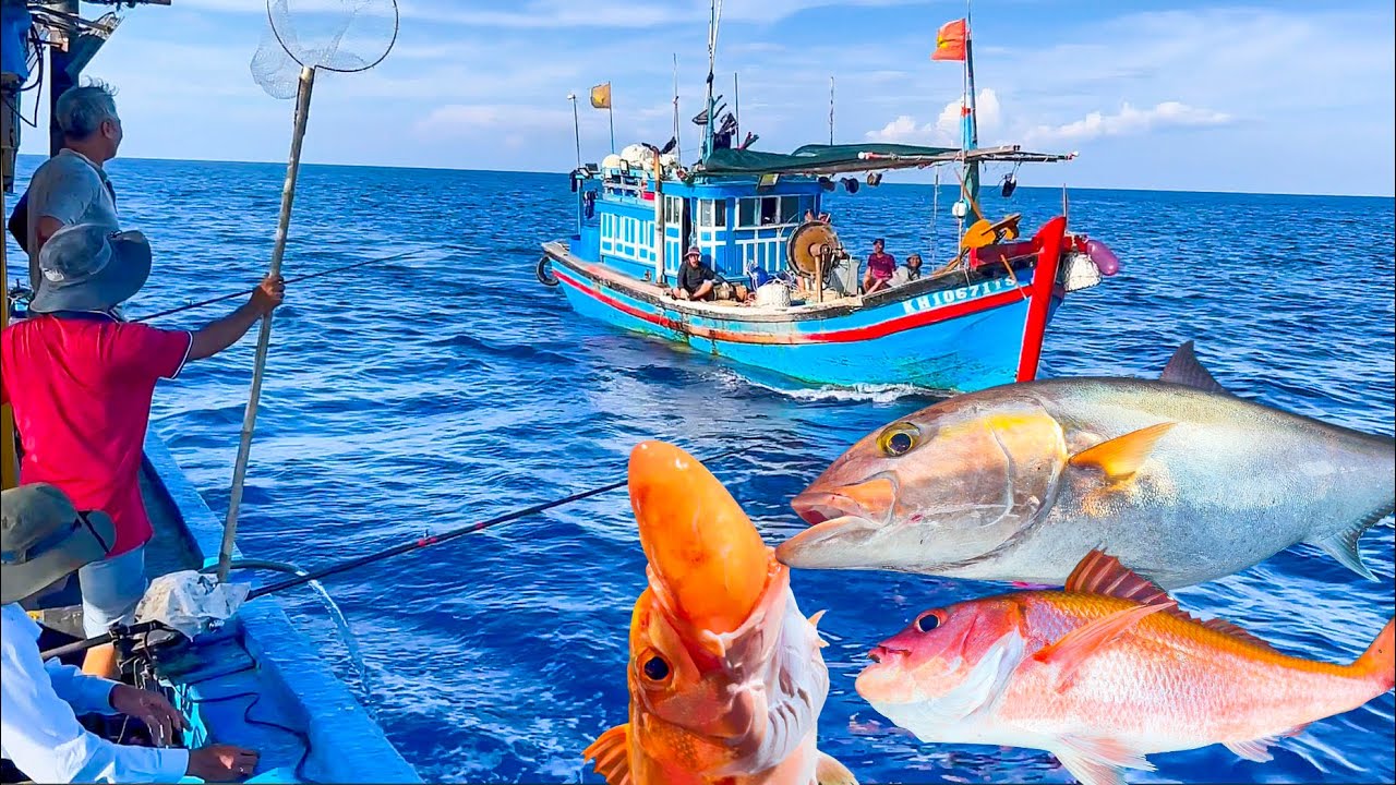Cá Ham Ăn Gặp Cần Thủ Lớn Tuổi Kéo Liên Tục║Câu Cá Biển Nha Trang 3