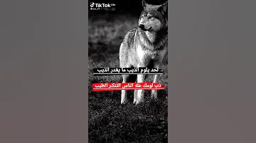 لحديلوم الذيب مايغدرالذيب 