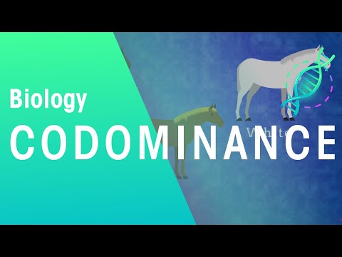 Video: Wat zijn co-dominante allelen?