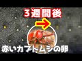 ５年目への挑戦！赤いカブトムシの卵をプリンカップで３週間放置した結果･･･!!