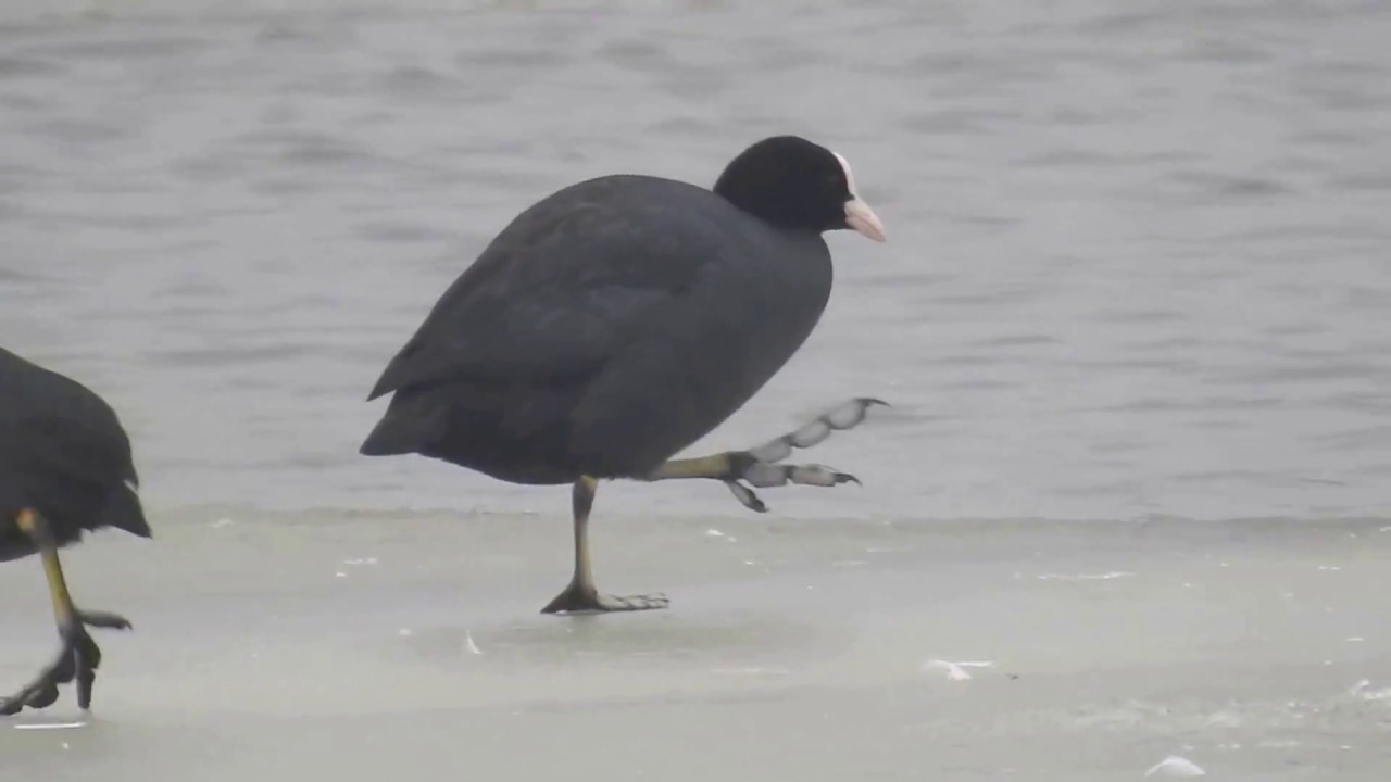 Coot sore with foot