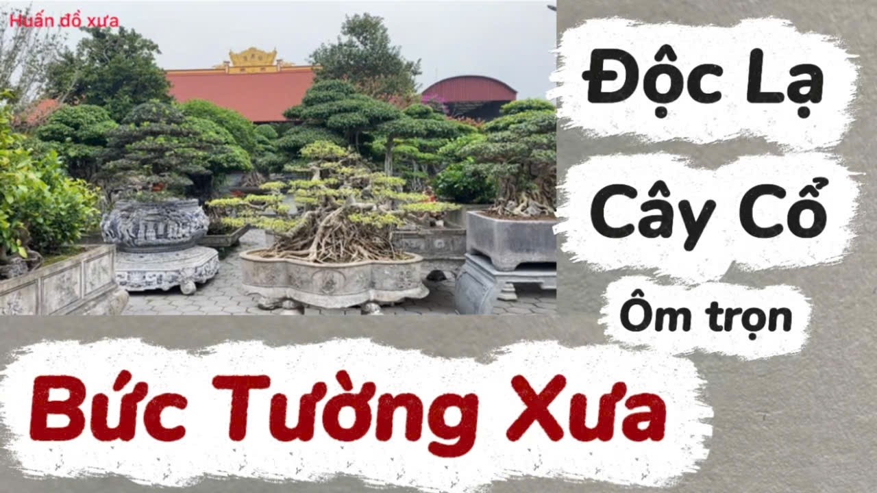 Độc Lạ cây cổ ôm trọn Bức Tường Xưa. 0977077468.