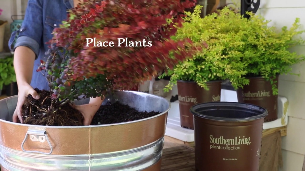Sunshine Ligustrum Container Border Garden 