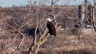 Juvenile Bald Eagle of Starved Rock/Ottawa, Illinois