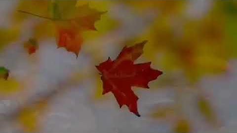 ايات قصيره بصوت (القارئ طارق محمد)