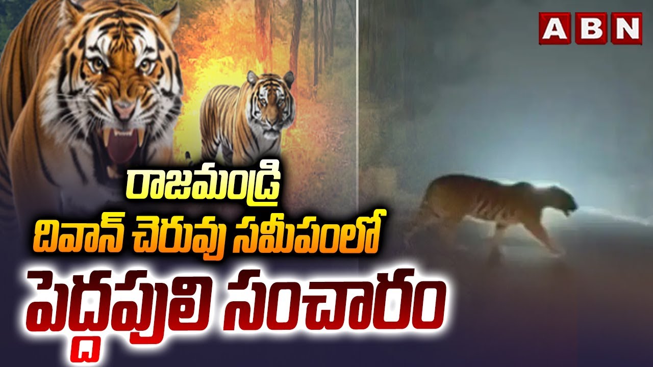 రాజమండ్రి దివాన్ చెరువు సమీపంలో పెద్దపులి సంచారం | Tiger At Rajahmundry | ABN Telugu