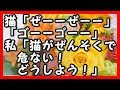 仔猫を譲り受けたら。猫が「ぜーーぜーー」「ゴーーゴーー」私「猫が喘息で危ない！どうしよう！」 ほっこりする話 和む話