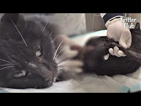 Video: Vaginale Anomalien Bei Katzen