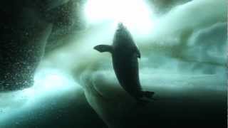 Up Close and Personal with Seal Pup