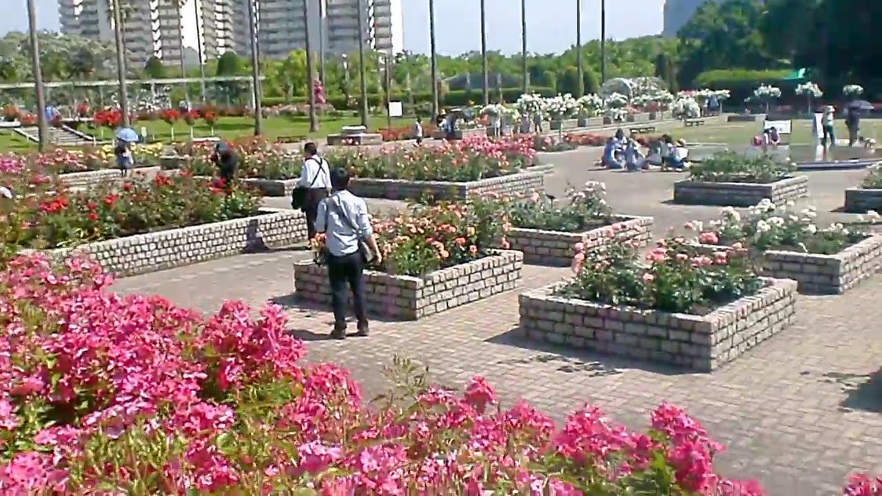 バラ園 大阪市立長居植物園 2 Youtube バラ園 大阪市立長居植物園 2 Youtube